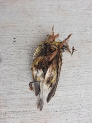Passeriformes