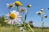Doll's Daisies - Photo (c) Ted MacRae, some rights reserved (CC BY-NC), uploaded by Ted MacRae