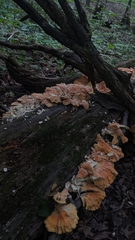 Laetiporus sulphureus
