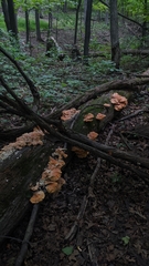 Laetiporus sulphureus