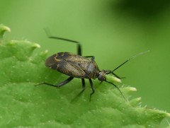 Polymerus nigrita