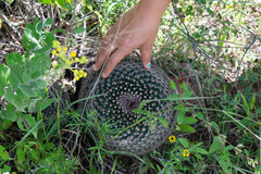 Mammillaria wagneriana