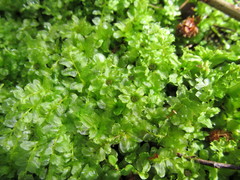 Plagiomnium undulatum