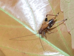 Mnesibulus bicolor