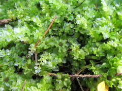 Plagiomnium undulatum