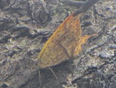 Charaxes varanes varanes