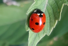 Coccinella septempunctata