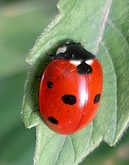 Coccinella septempunctata