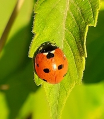 Coccinella septempunctata