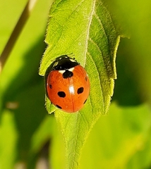 Coccinella septempunctata