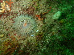 Pseudactinia flagellifera