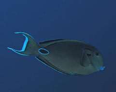 Acanthurus tennentii