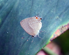 Ostrinotes halciones