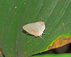 Ostrinotes halciones