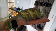 Chamaeleo calyptratus