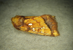 Papaipema harrisii