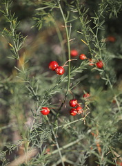 Asparagus maritimus