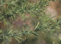 Asparagus maritimus