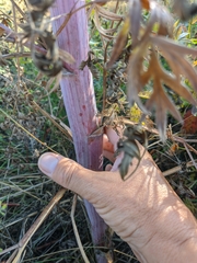 Peucedanum alsaticum