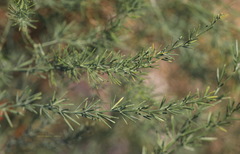 Asparagus maritimus
