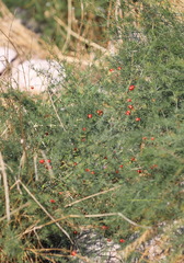 Asparagus maritimus