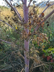 Peucedanum alsaticum