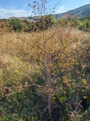 Peucedanum alsaticum
