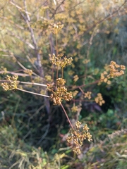 Peucedanum alsaticum