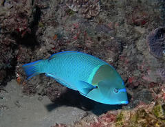 Anampses caeruleopunctatus