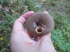 Lactarius fuliginosus