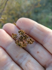 Peucedanum alsaticum