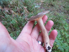 Lactarius fuliginosus