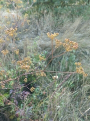 Peucedanum alsaticum