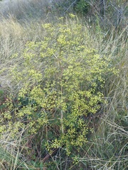 Peucedanum alsaticum