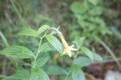 Lithospermum rzedowskii