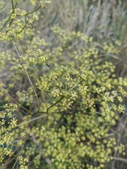 Peucedanum alsaticum