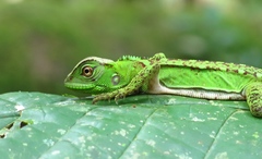 Enyalioides laticeps