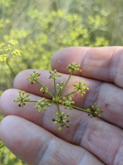 Peucedanum alsaticum