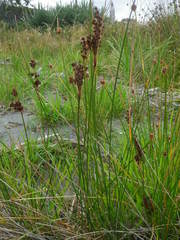 Juncus