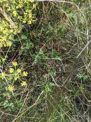 Peucedanum alsaticum
