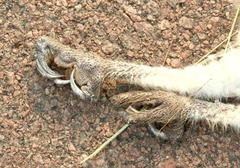 Tyto alba poensis