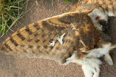Tyto alba poensis