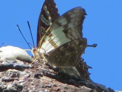 Polyura zoolina