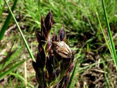 Aeliomorpha