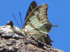 Polyura zoolina