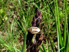 Aeliomorpha