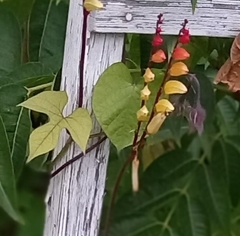 Ipomoea lobata