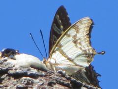 Polyura zoolina