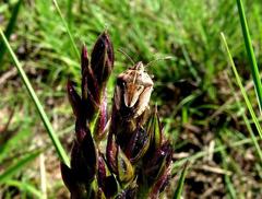 Aeliomorpha