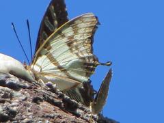 Polyura zoolina